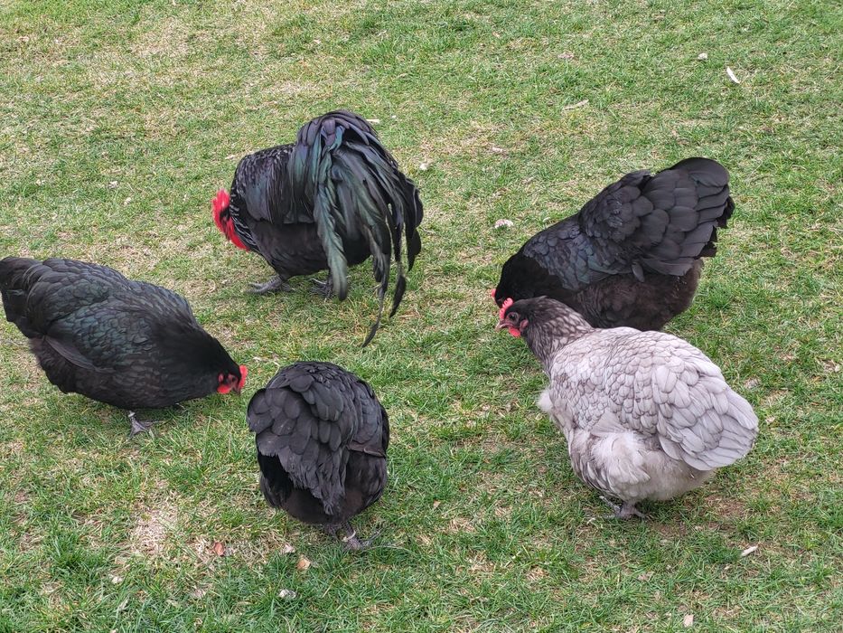Jaja lęgowe Australorp .