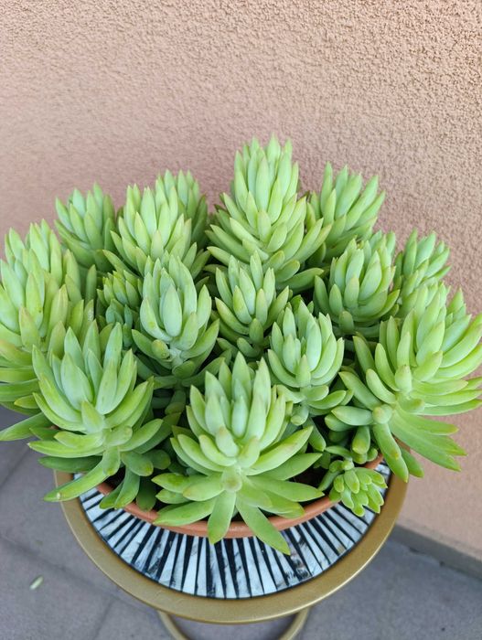 Rozchodnik Morgana - Sedum morganianum