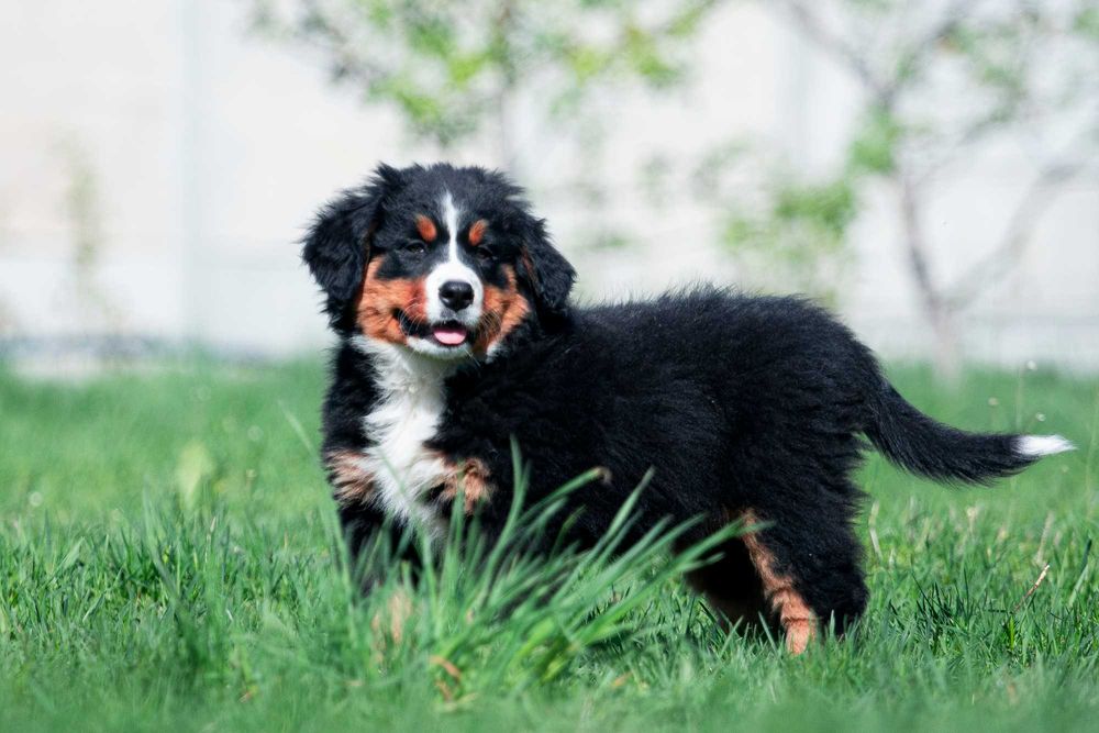 Щенки Бернского зенненхунда