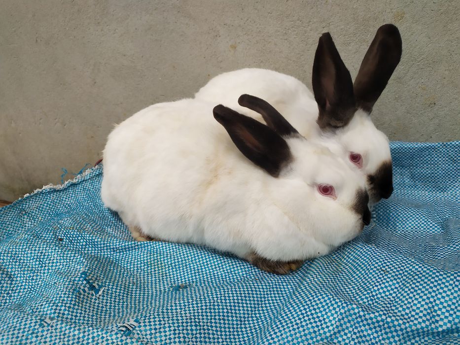 Продаю кролі каліфорнія