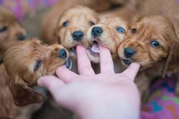 Szczeniaki cocker spaniel angielski juz do odbioru