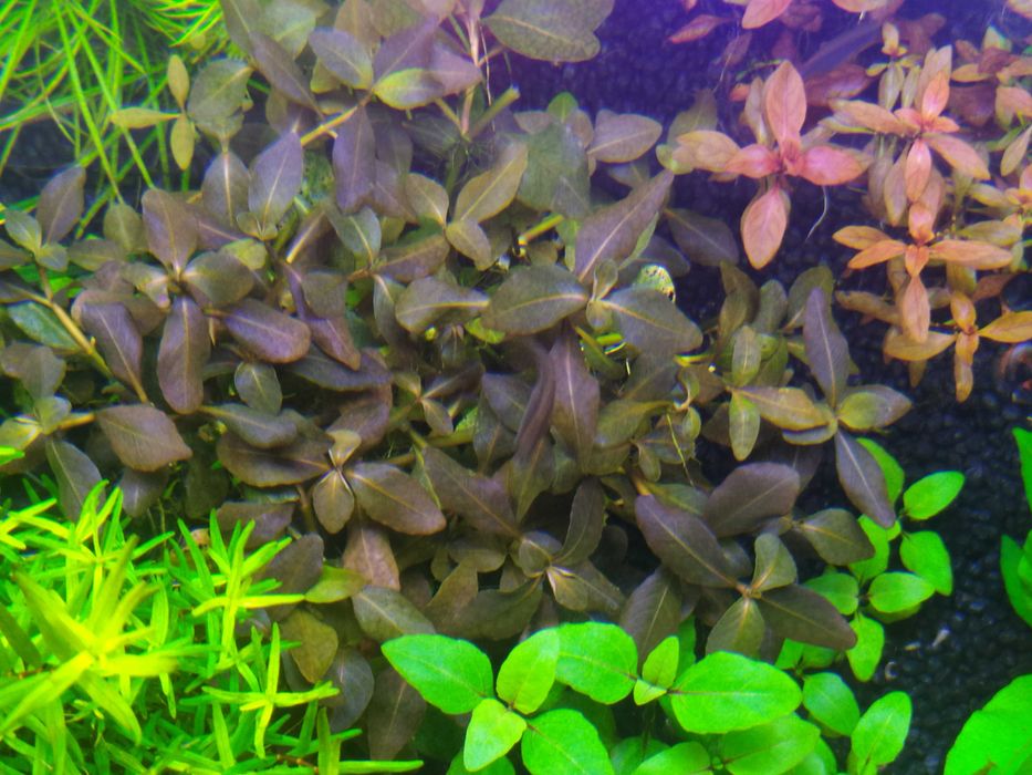 Hygrophila bold na 2 plan. Hodowla podwodna. Gratisy .