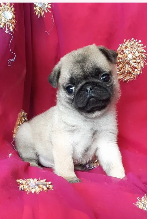 Смiшна малеча.цуценята