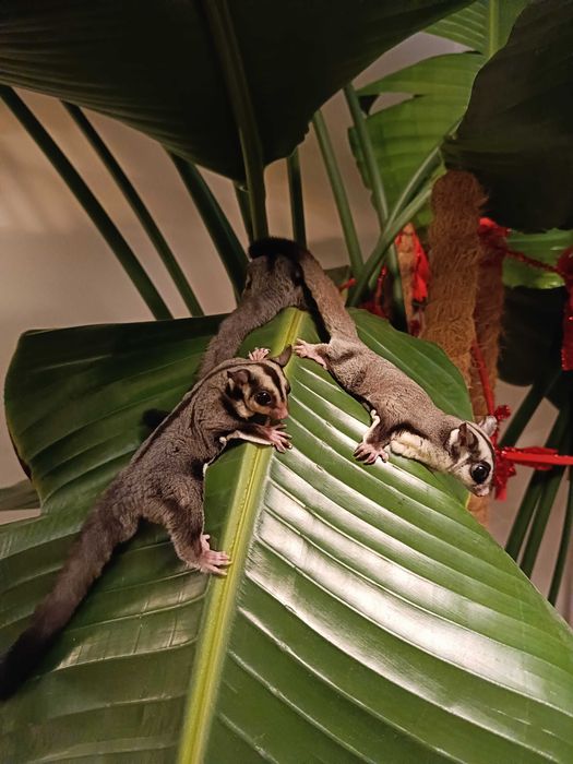 Lotopałanki karłowate