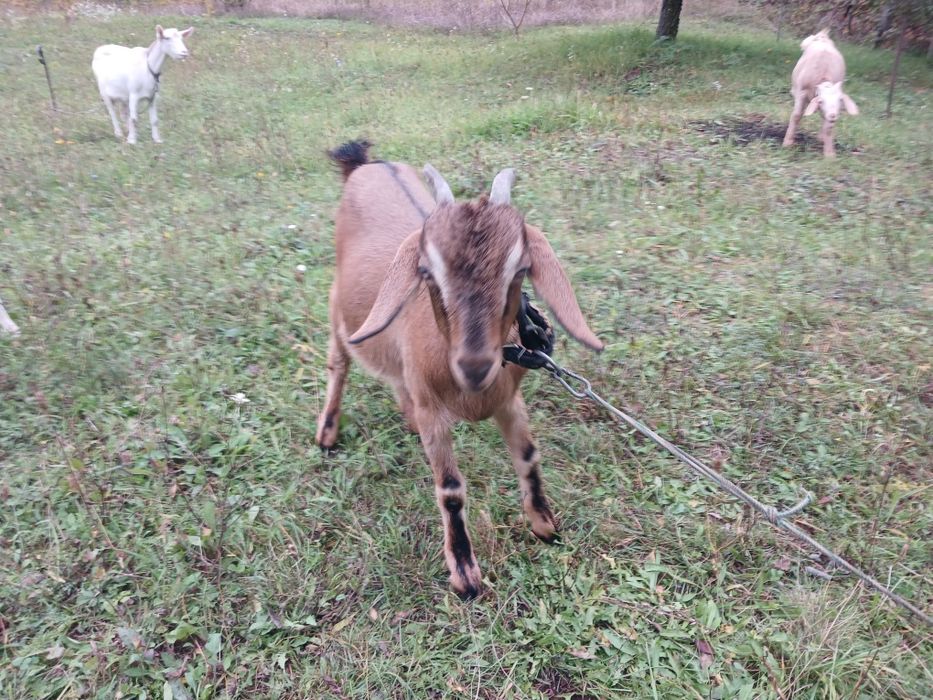 Кози цього року народження