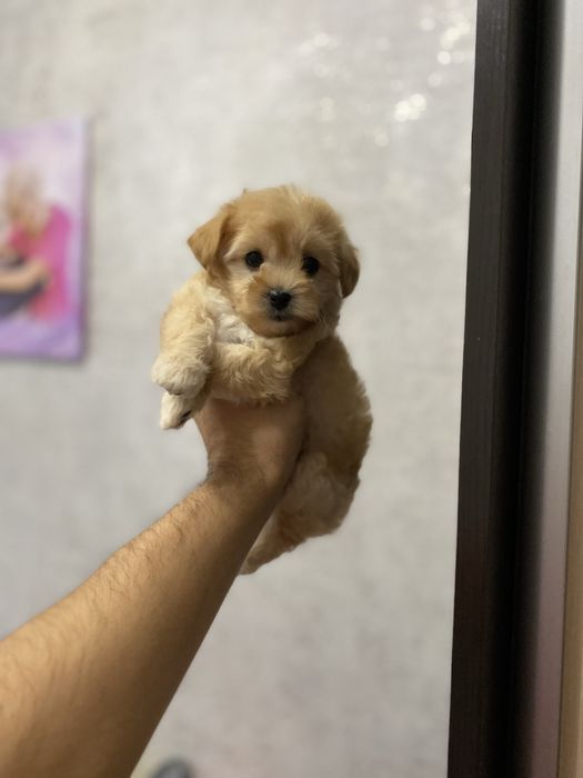 Мальтіпу цуценята