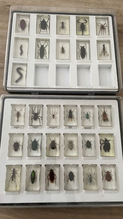 Owady kolekcja z gazetkami