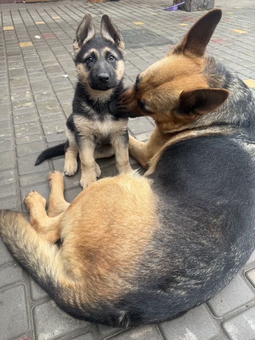 Цуценя німецькоі овчарки