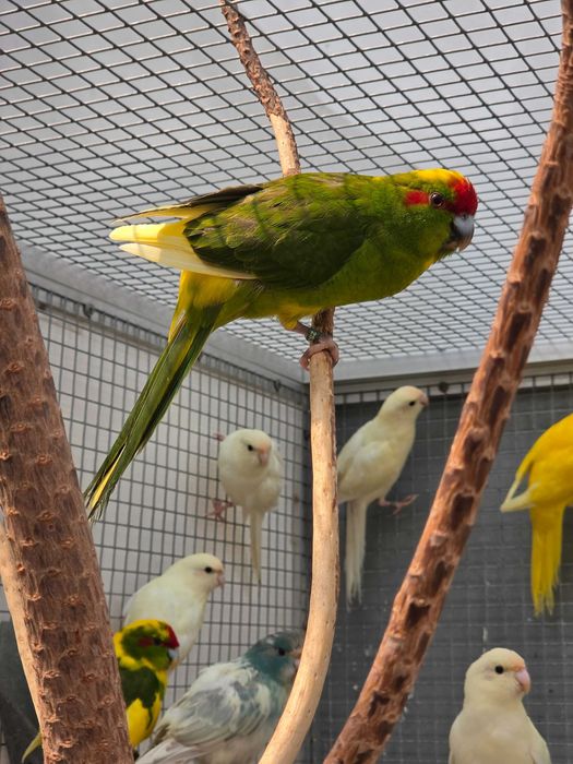 Kakarikis Verdes, Amarelos, Azuis, Cremes, Spangle
