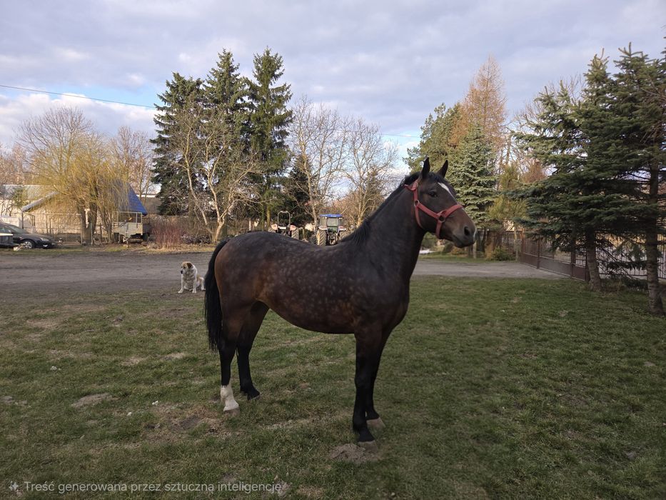 Sprzedam Klacz Śląska