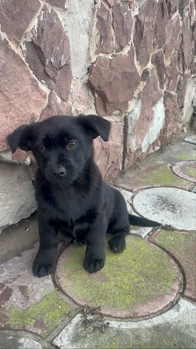 Віддам в добрі руки