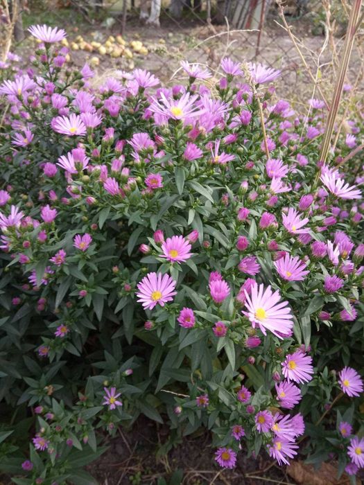 Многолетняя астра, сентябринки, морозец