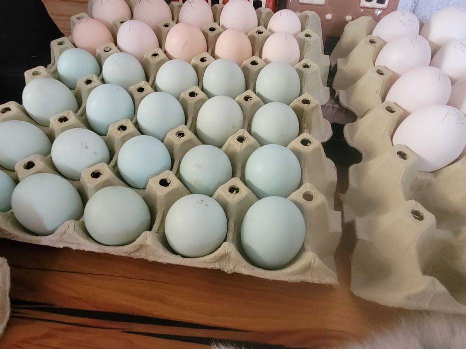 Jaja lęgowe kur Araukana turkusowe jajka