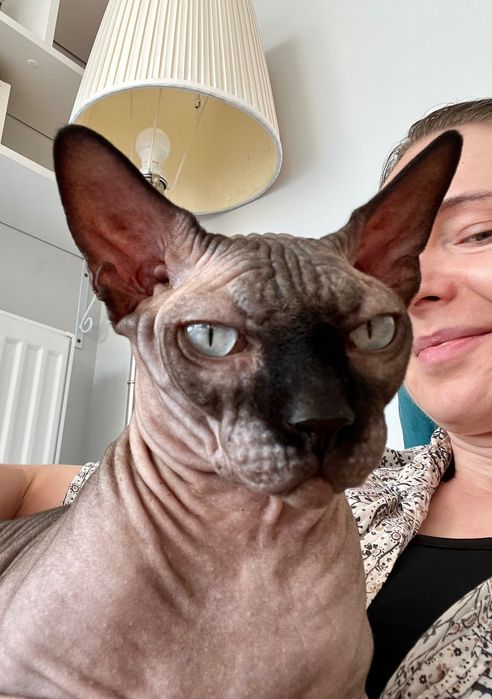 Catsitter-Opieka nad kotem - Wawer i okolice