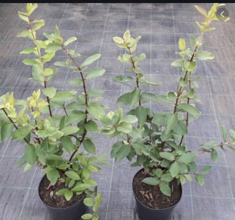 Polskie Sadzonki z CAC 80cm Jagoda Kamczacka Owocująca 7 odmian eko