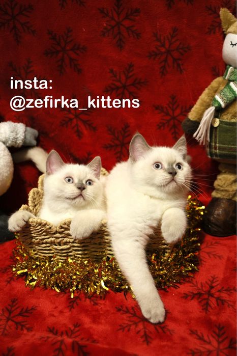 Шотландські котики