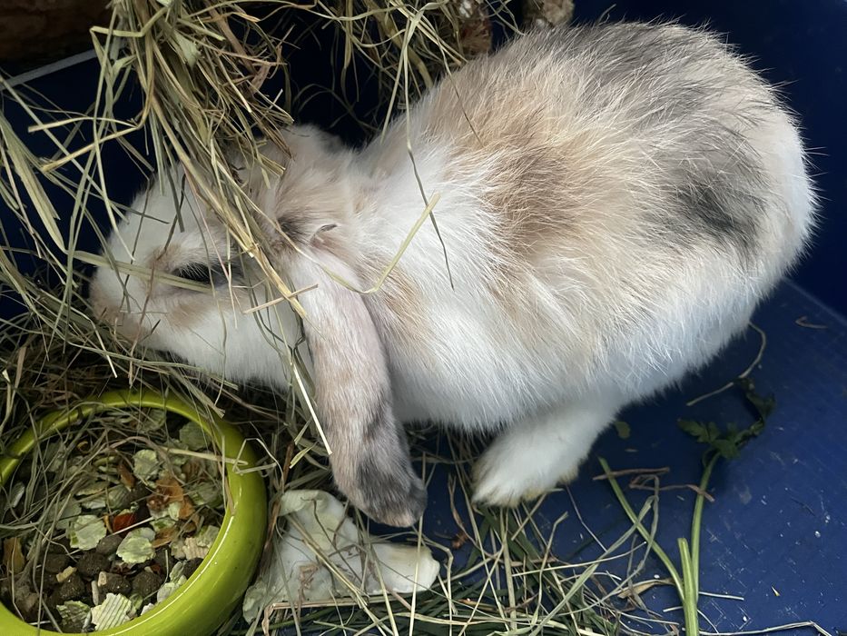 Krolik miniaturowy. Mini lop.