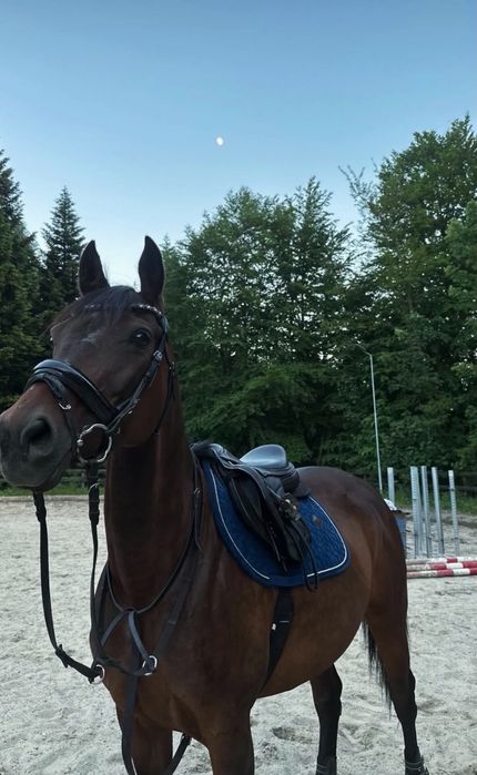 Sprzedam konia klacz