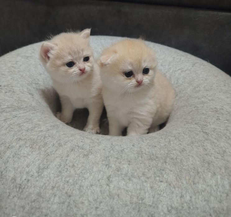 Шотландські кошенята