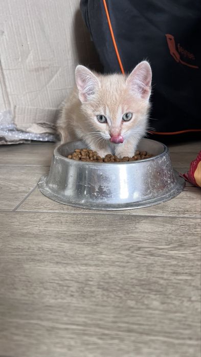 Гарнюнька рижий котит