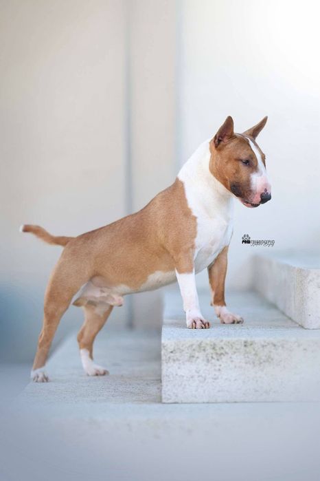 Bulterier Miniaturowy  ZKwP/FCI oddział Poznań