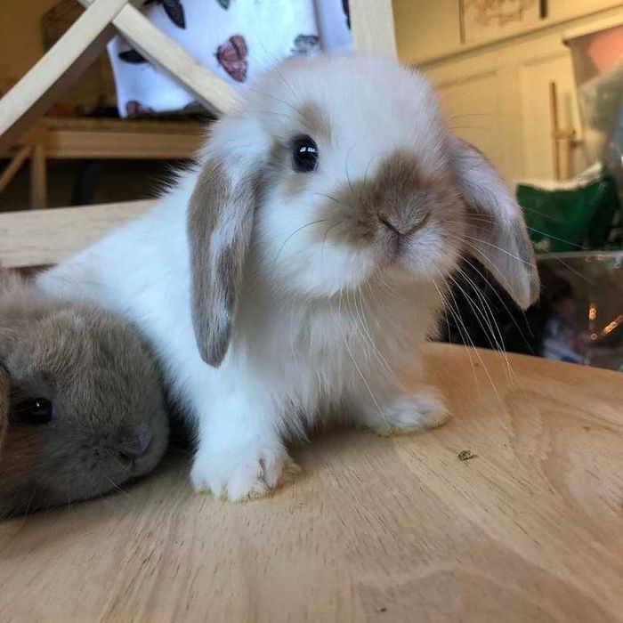 КРОЛИКИ- МИНИ - Лучший Подарок. Красивые Разные. и ВИСЛОУХИЕ. в ОДЕССЕ