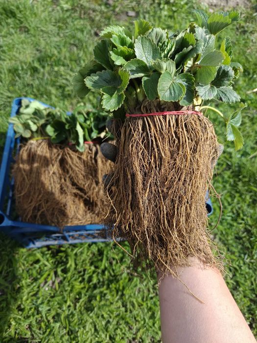 Саджанці полуниці Брілла та Альба