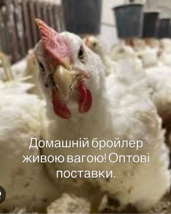 Бройлер КОББ 500