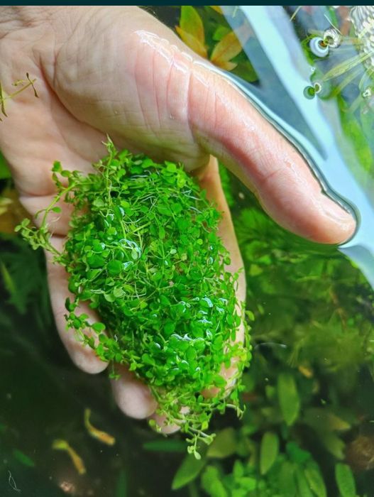 Rośliny Akwariowe Trawnik akwariowy Monte Carlo duża porcja