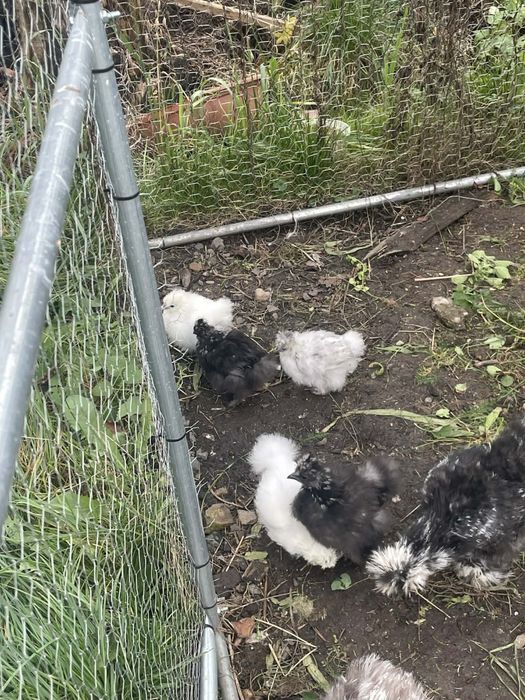 Maluchy silki szukaja domku