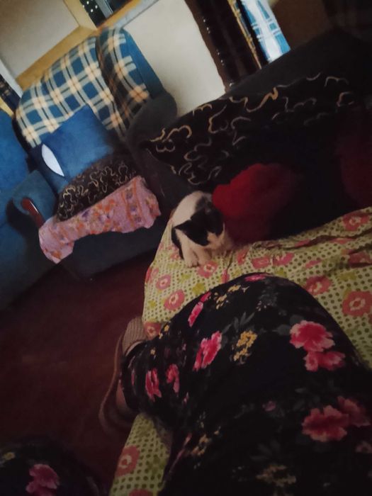 Gatinha para adoção