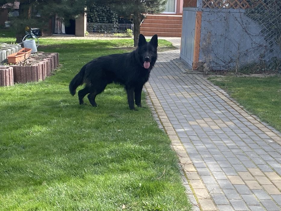 Owczarek niemiecki czarny pies