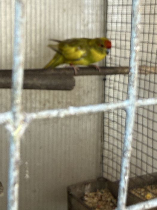 Kakaris casal vendo ocasal ou separado o macho ou femea