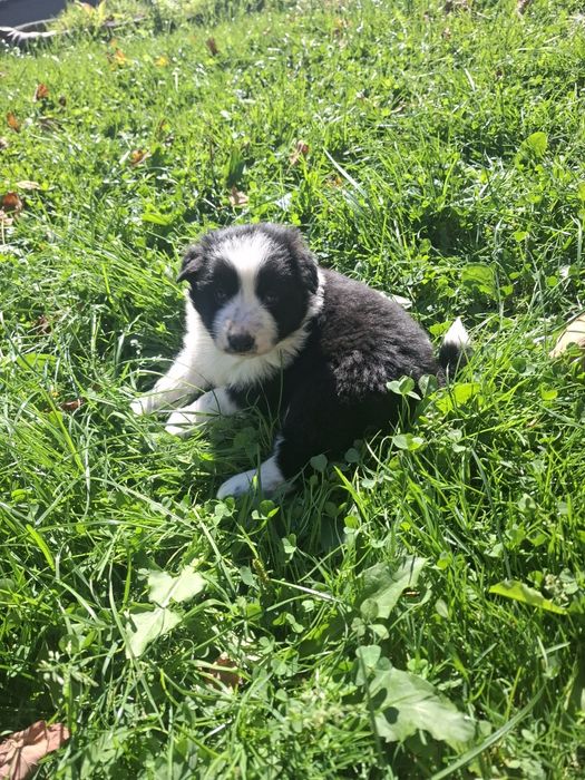 Szczenięta border collie
