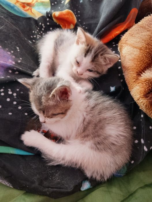 Відам кошенят у добрі руки