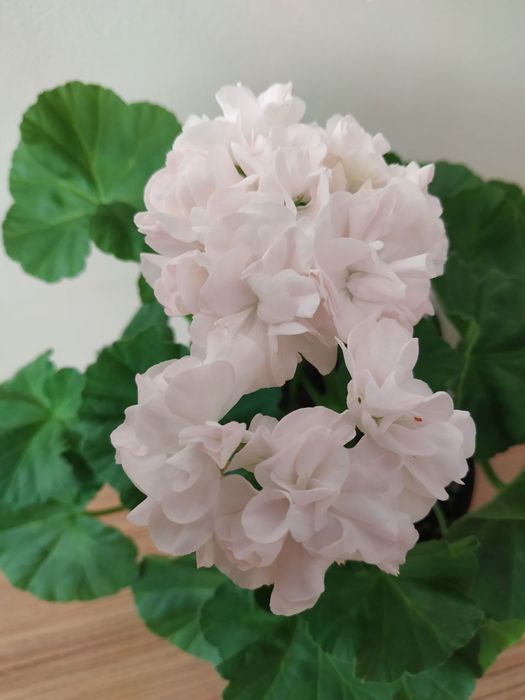 Pelargonie kolekcjonerskie