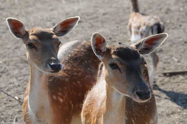 Daniele sprzedam. Dobry materiał hodowlany. Dowolne ilości.