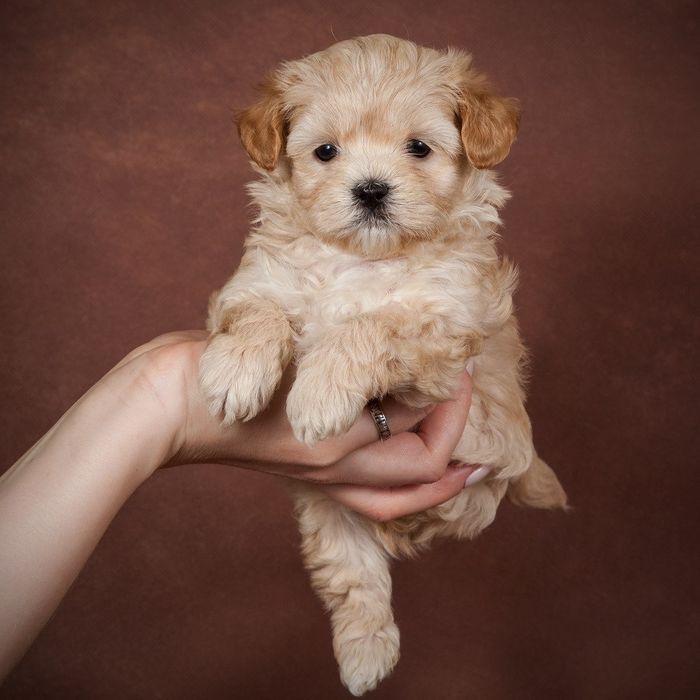 Малюки Мальтипу з ветпаспортами