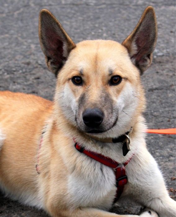 Шукає дім собака в будинок