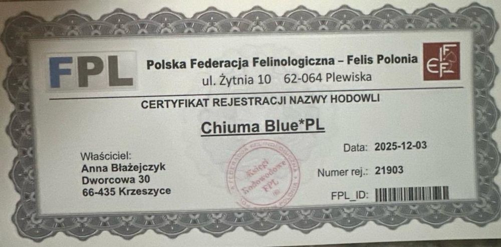 Kocurek brytyjski