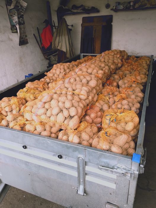 Ziemniaki jadalne hurt detal dowóz