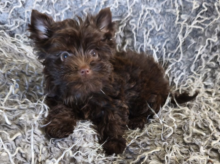 Dark Choco Yorkshire Terrier - cudny piesek