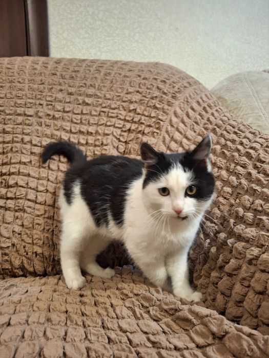 Котик, кошеня, котенок Первомайск