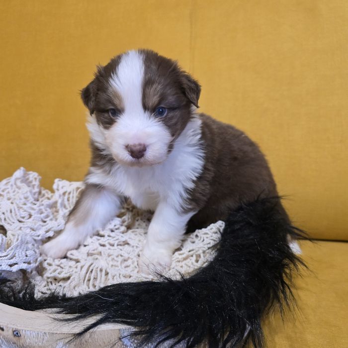 Owczarek australijski FCI samiec Macho