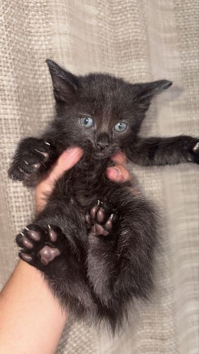 Dou femea bebe preta!
