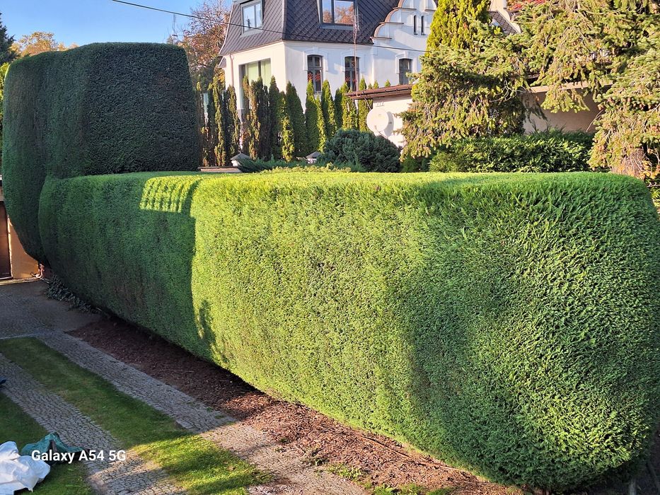 Usuwanie, wycinka drzew, Alpinistycznie, linowo, rębak, Super ceny