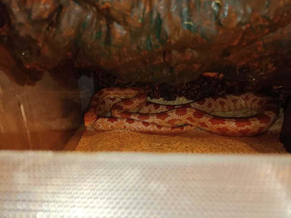 Wąż zbożowy amelanistic razem z terrarium