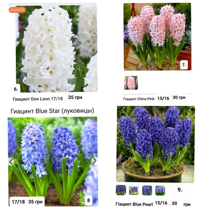 Гіацинти цибулини  Голандія