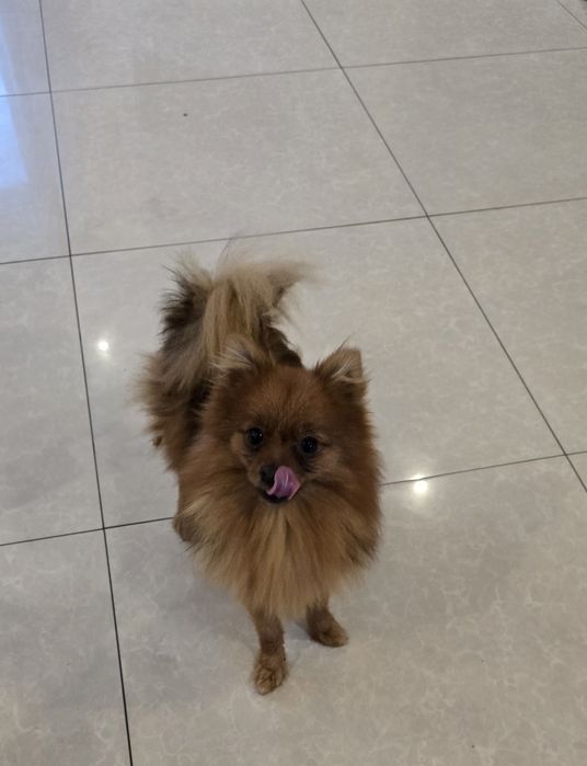 Szpic miniaturowy pomeranian suczka typ liska