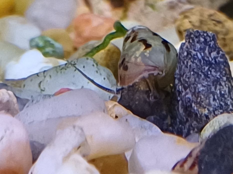 Ślimaczki świderki